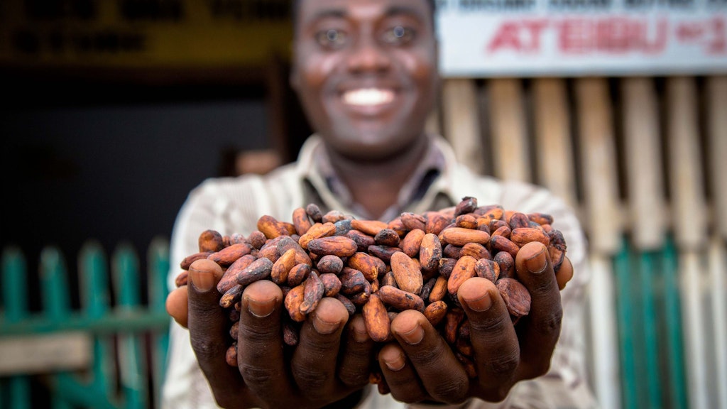 Okotokye Farmer Base Organisation, in Aponoapono, Suhum Kraboa Coaltar District farm Organic Cocoa exclusively, and with support from the Swiss Embassy. Yayra Glover, saw the opportunity 5 years ago and so has moved to Ghana to explore the possibilities. 