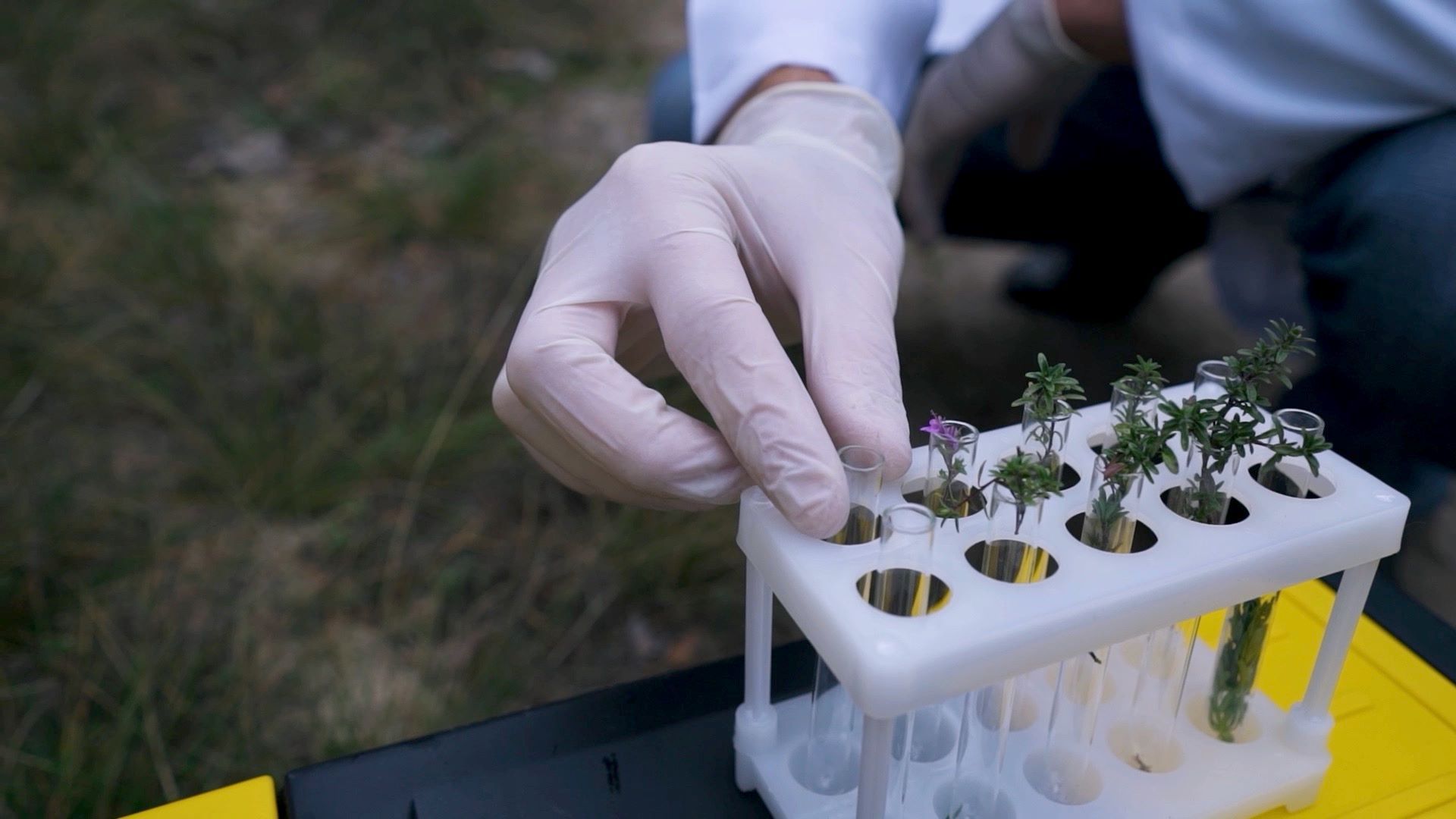Échantillons de plantes dans des tubes à essai